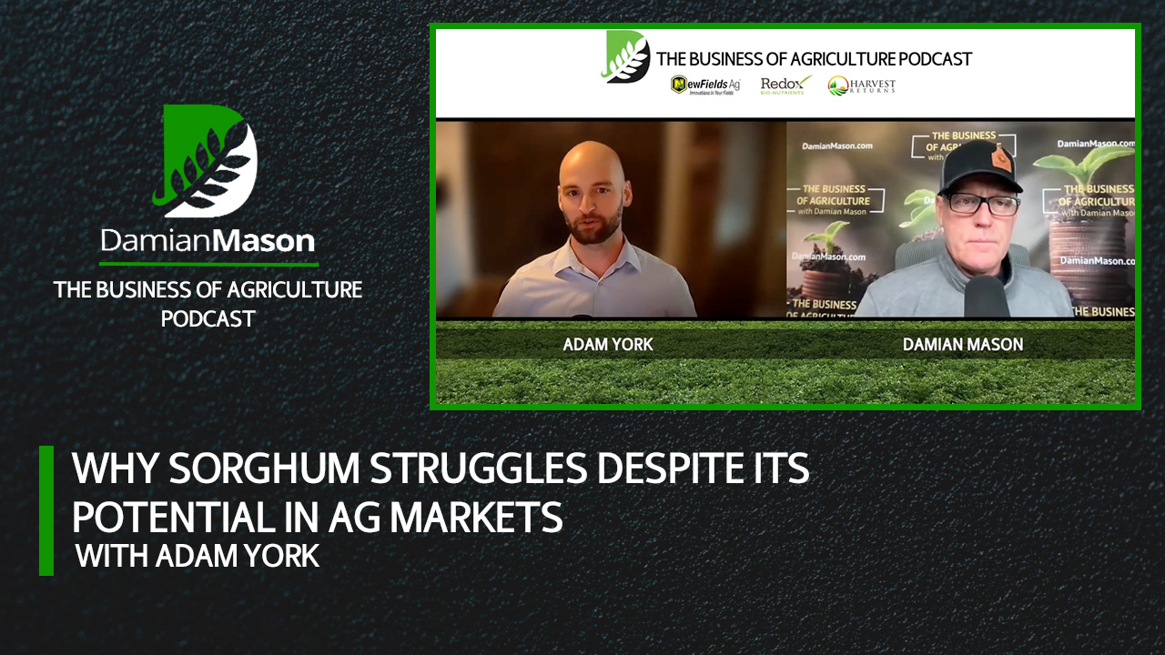 Sorghum’s Image Problem in Global Grain Markets | Damian Mason