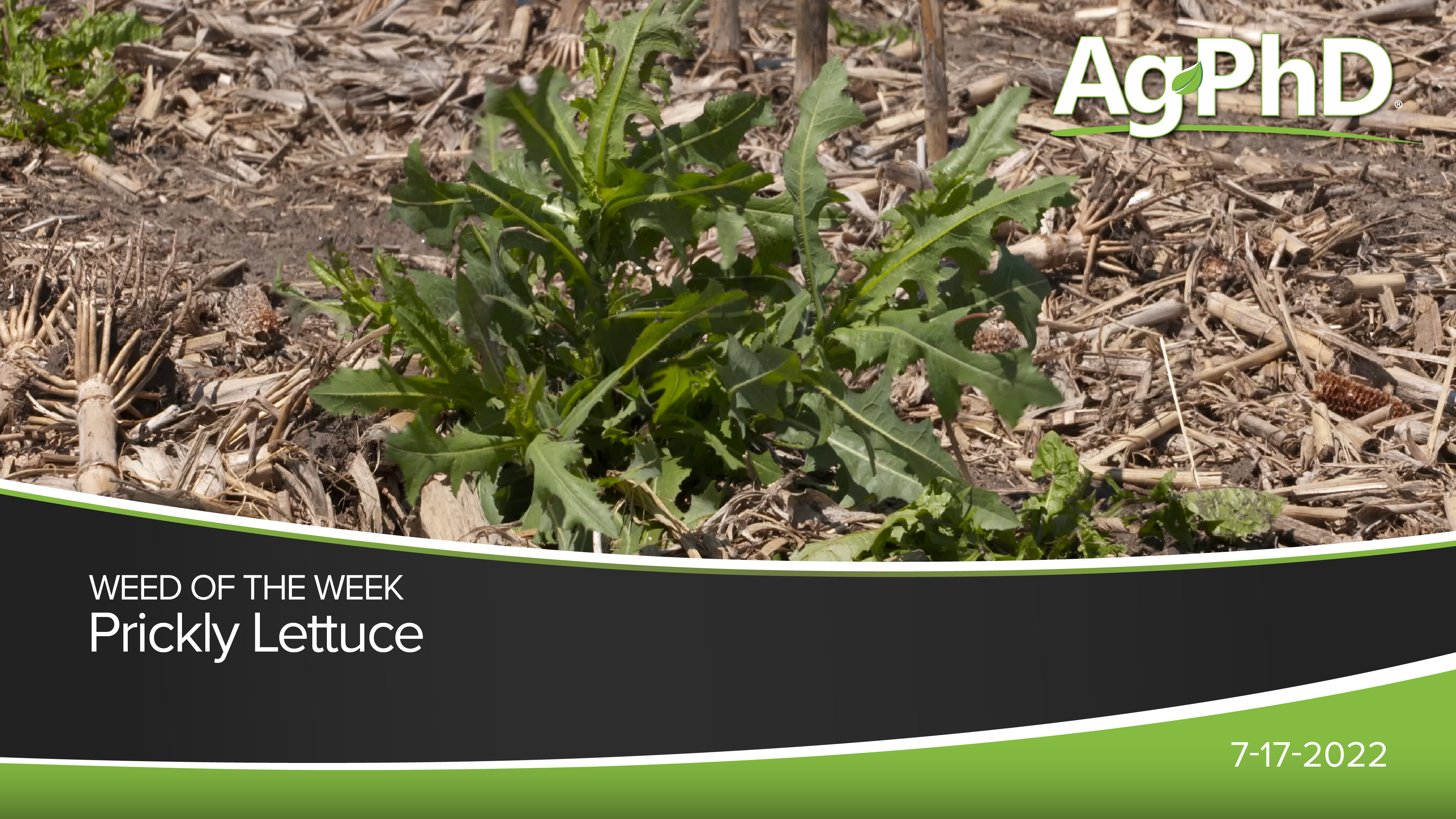 Prickly Lettuce | Ag PhD