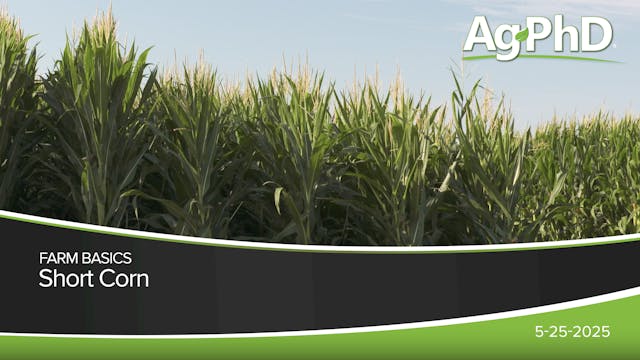 Short Corn | Ag PhD