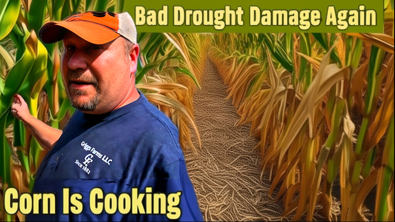 So How Bad Was The Wheat Crop??? | Griggs Farms