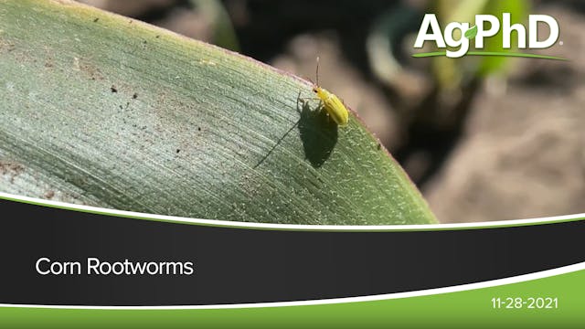 Corn Rootworms | Ag PhD