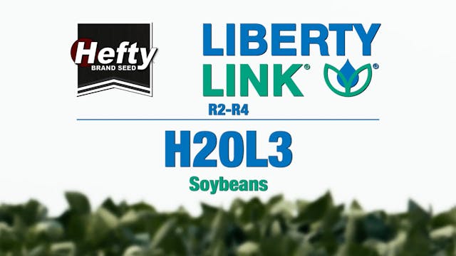 Hefty Brand Soybeans - LibertyLink H2...