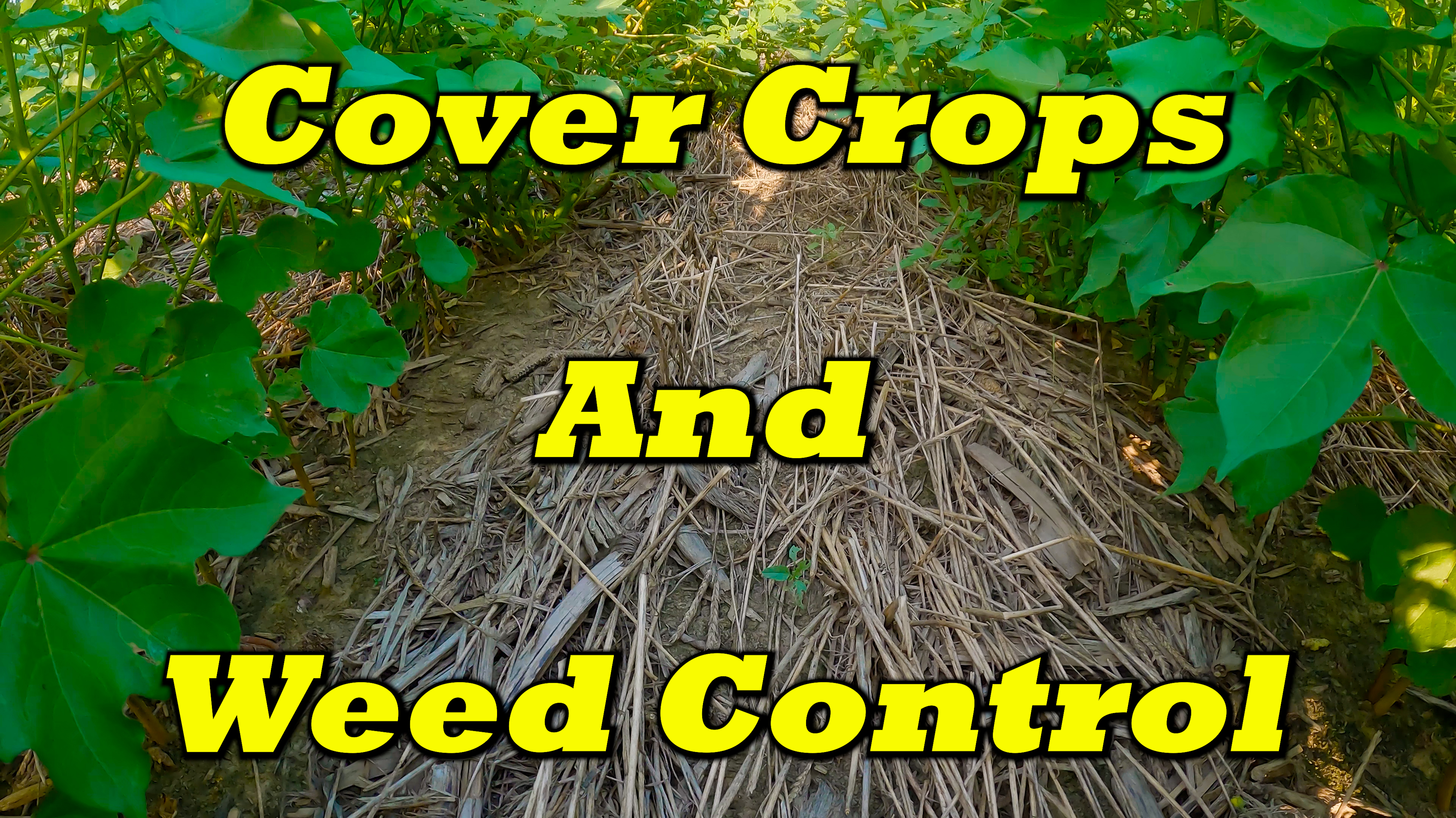 Proof Cover Crops Control Weeds | Griggs Farms