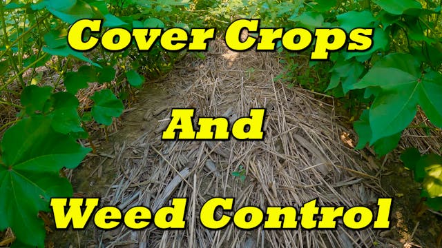 Proof Cover Crops Control Weeds | Gri...