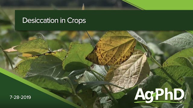 Desiccation in Crops | Ag PhD