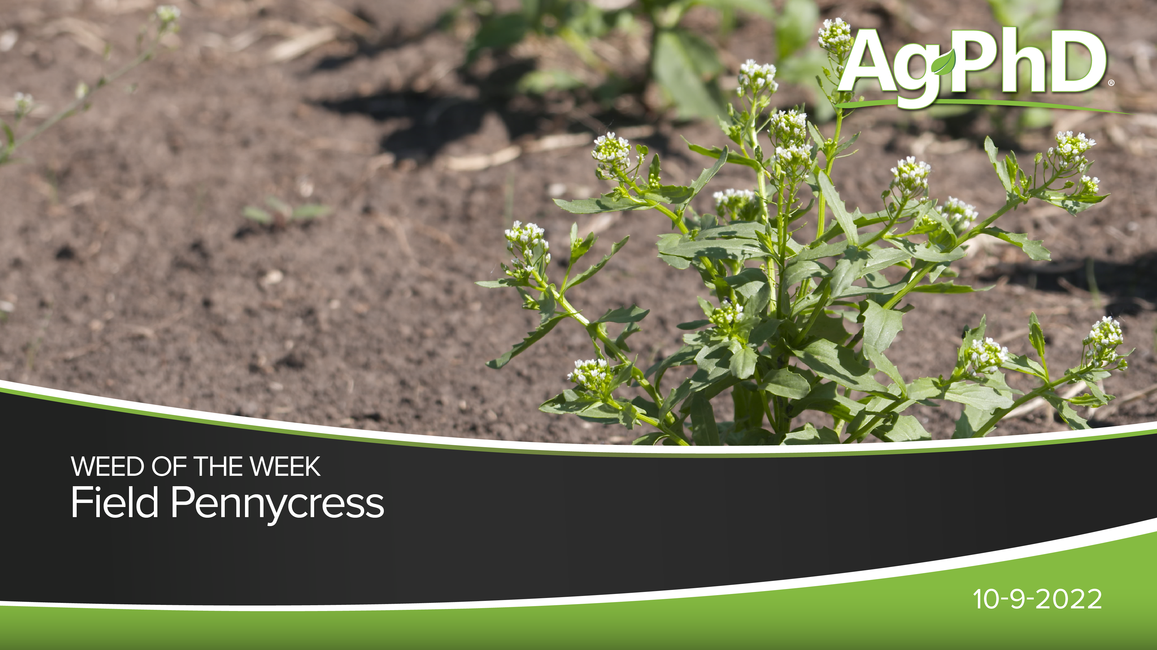 Field Pennycress | Ag PhD