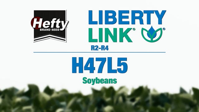 Hefty Brand Soybeans - LibertyLink H4...