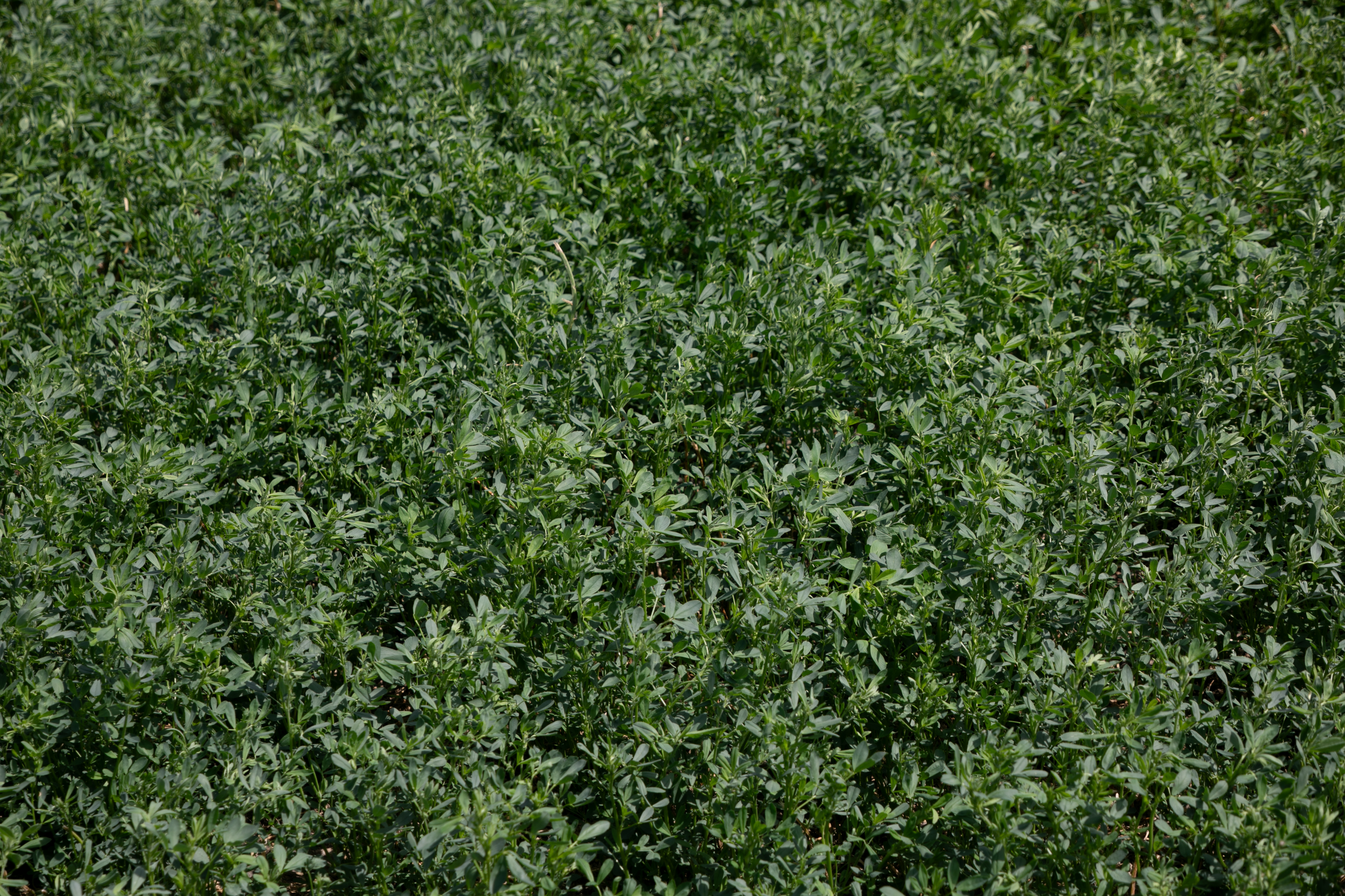 Prime Cut | Renovo Seed