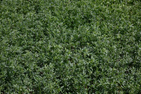 Prime Cut | Renovo Seed
