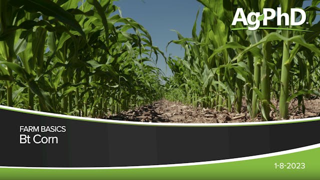 Bt Corn | Ag PhD
