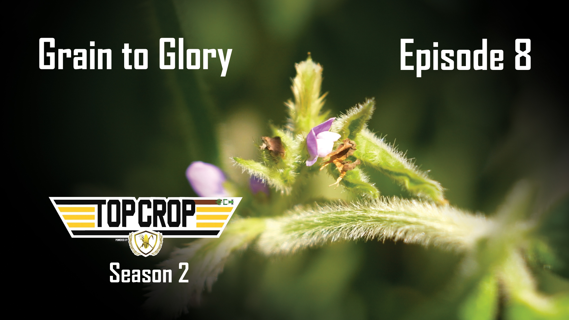 Grain to Glory | Episode 8 | Top Crop