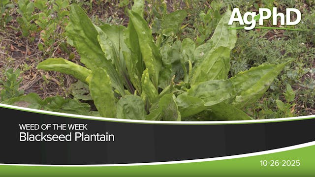 Blackseed Plantain | Ag PhD