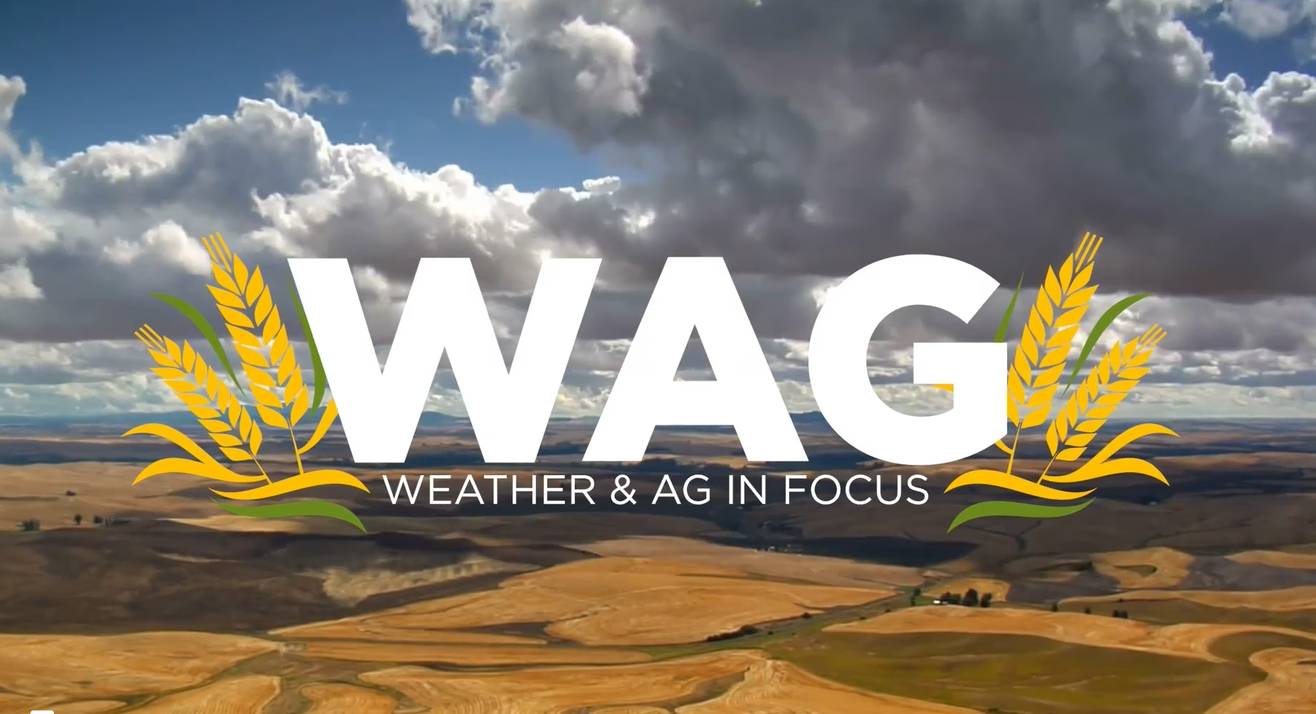 Free For All Wednesday! | WAG in Focus 08/28/24