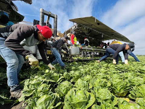 Harvesting in the Salad Bowl of the W...