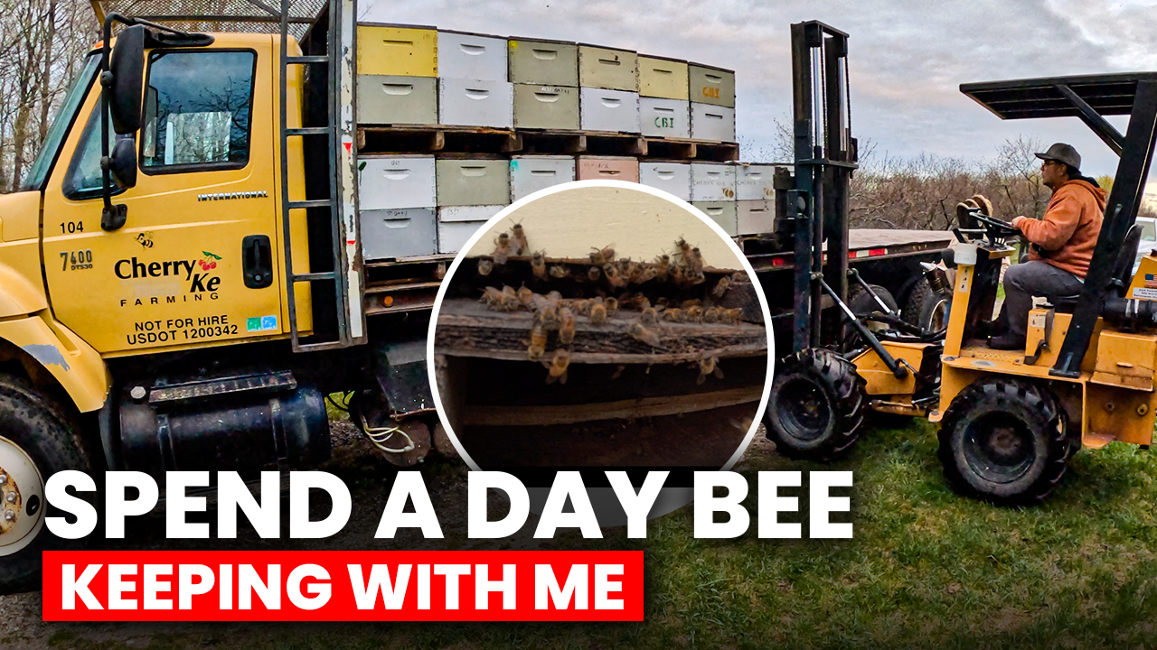 THIS Is What Happens When You Get Stung In The EYE! | Pomes and Stones