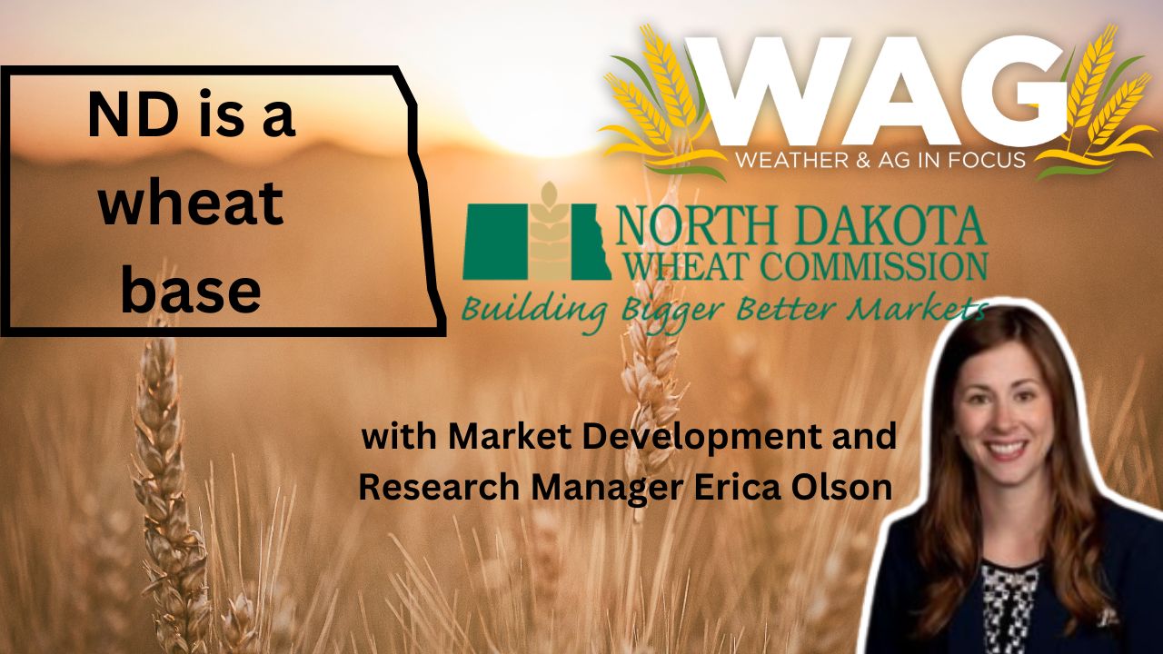 North Dakota is a Wheat Base | WAG in Focus 10/24/23