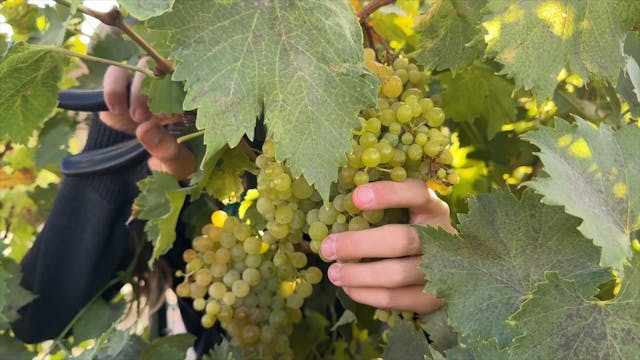 Grape Harvest in Burley, Idaho | Redox