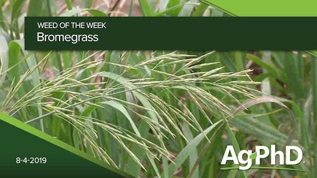 Bromegrass | Ag PhD