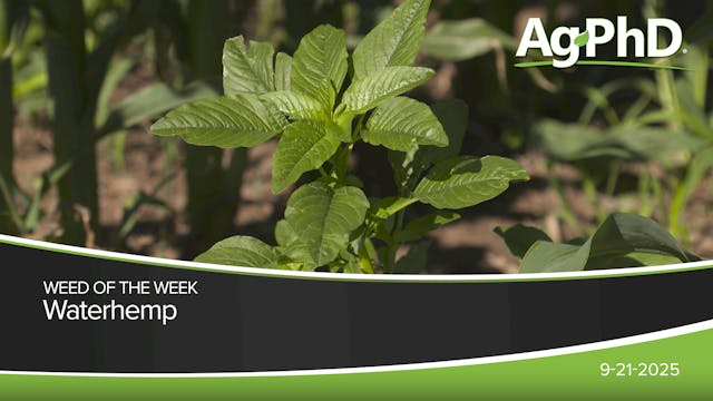 Waterhemp | Ag PhD