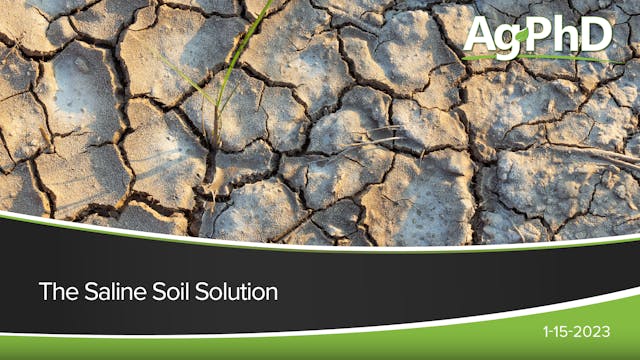 The Saline Soil Solution | Ag PhD