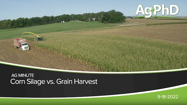 Corn Silage vs. Grain Harvest