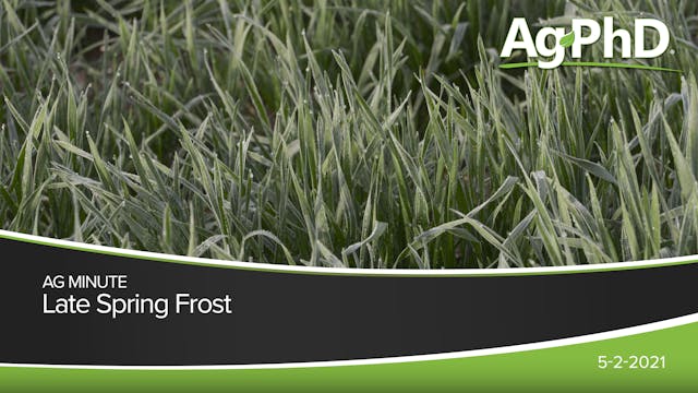 Late Spring Frost | Ag PhD