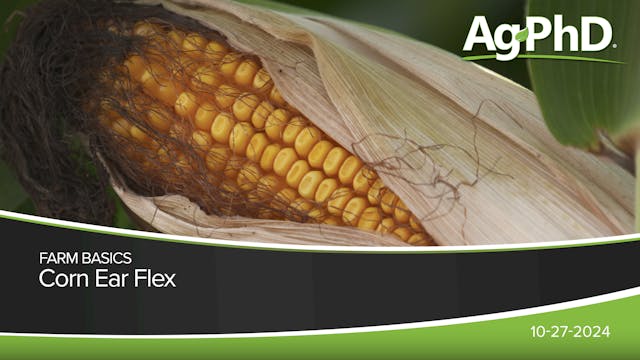 Corn Ear Flex | Ag PhD