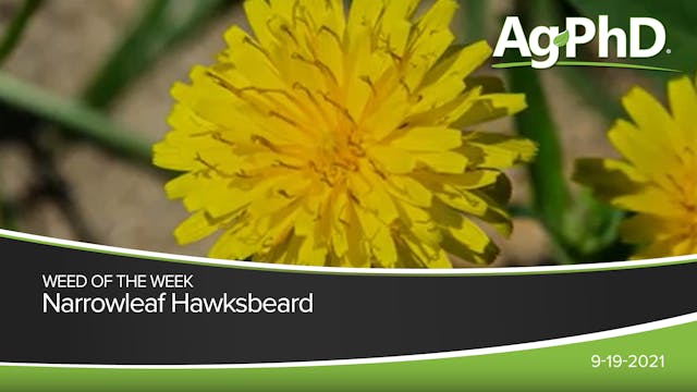 Narrowleaf Hawksbeard | Ag PhD