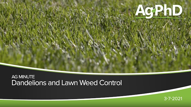 Dandelions and Lawn Weed Control | Ag PhD