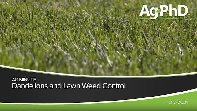 Dandelions and Lawn Weed Control