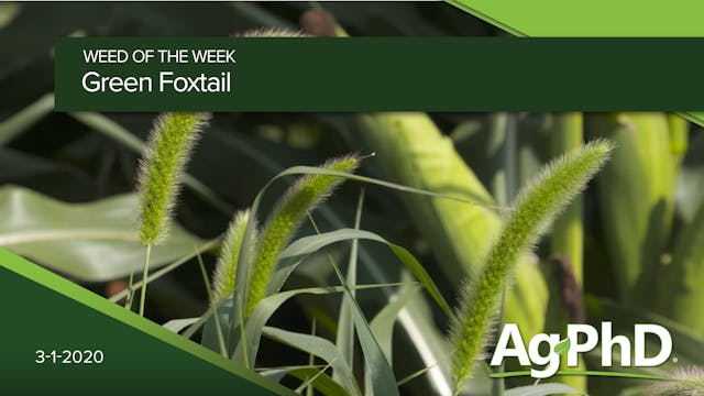 Green Foxtail | Ag PhD