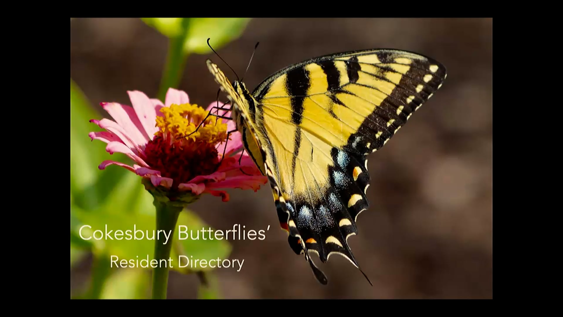 G&H: Barry Marrs Butterflies