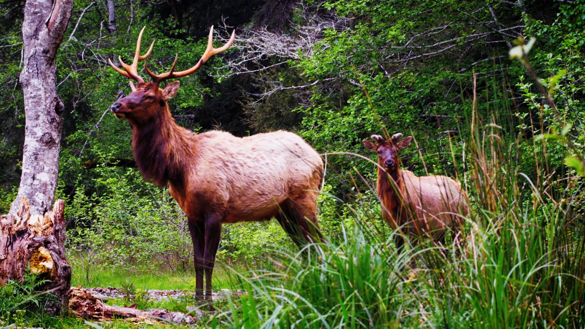 Stewards of The Earth - Dawud Wharnsby