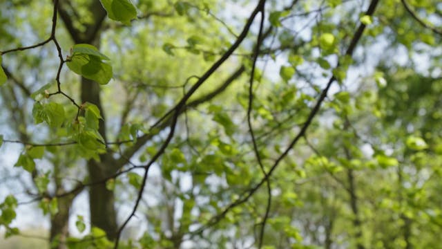 Alan Gilbert’s Colorful Soundscape