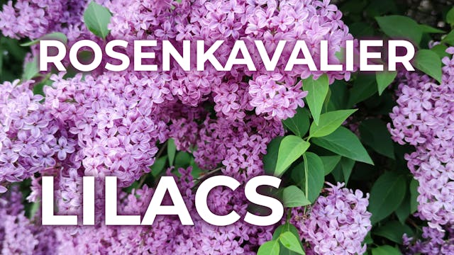 George Walker: Lifting the Veil