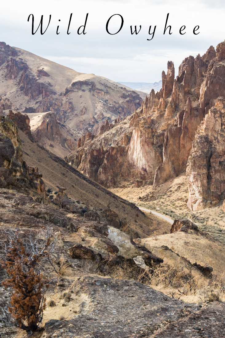 Wild Owyhee