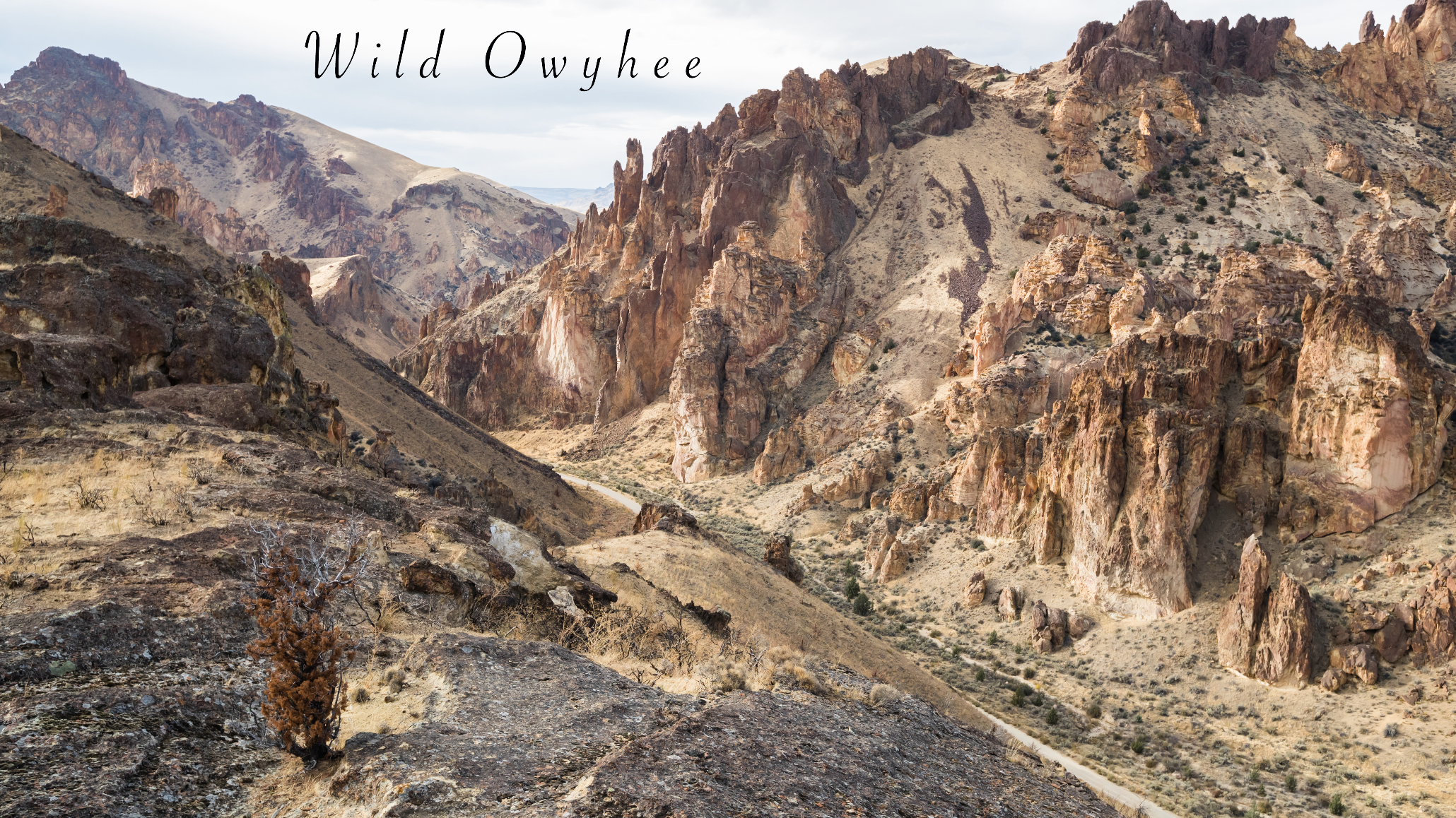 Wild Owyhee