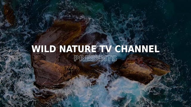 Wild Nature Episode 6