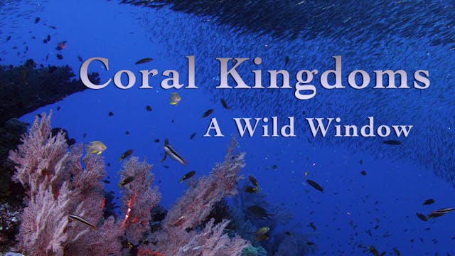 Coral Kingdoms