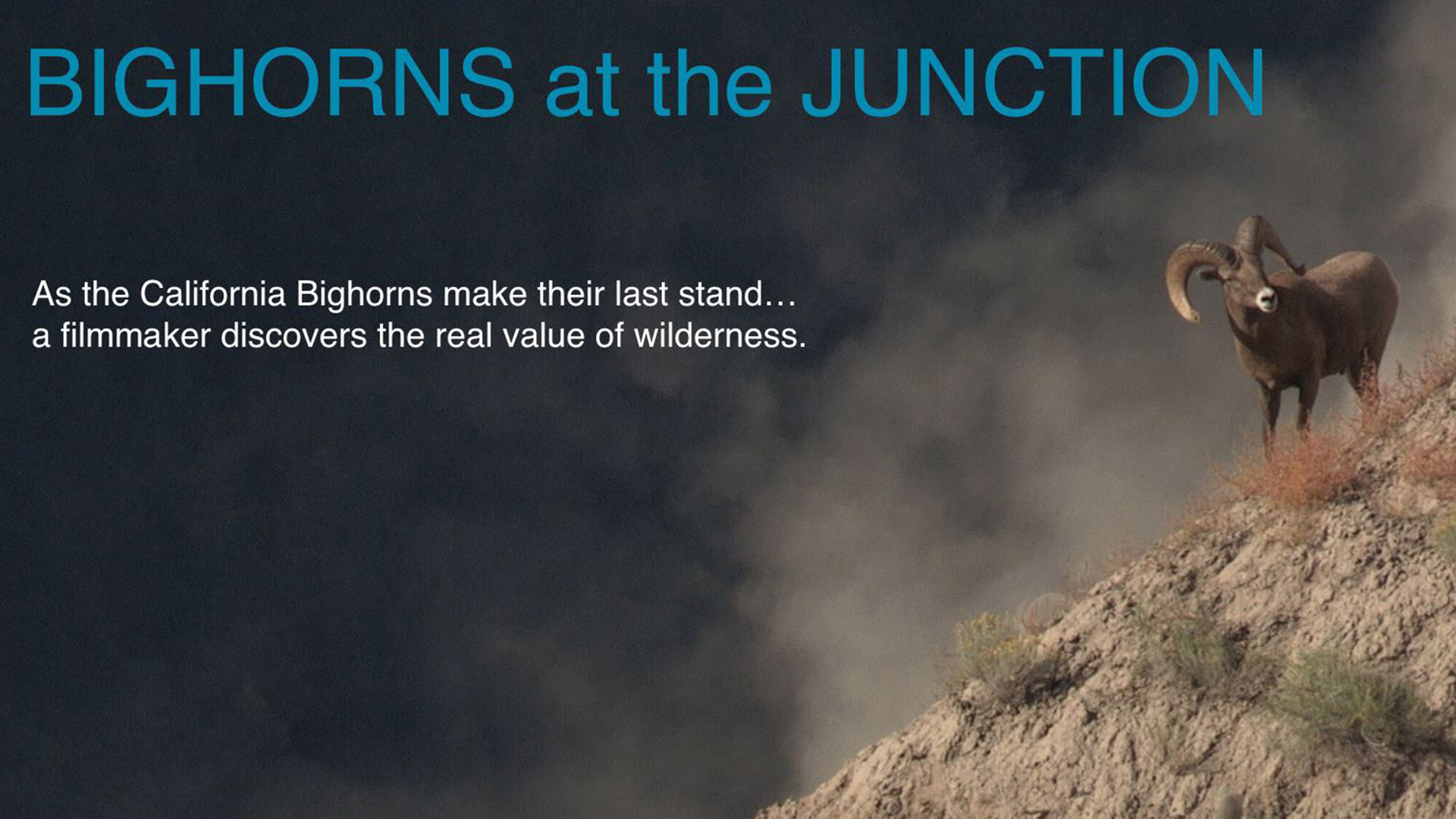 Bighorns at the Junction