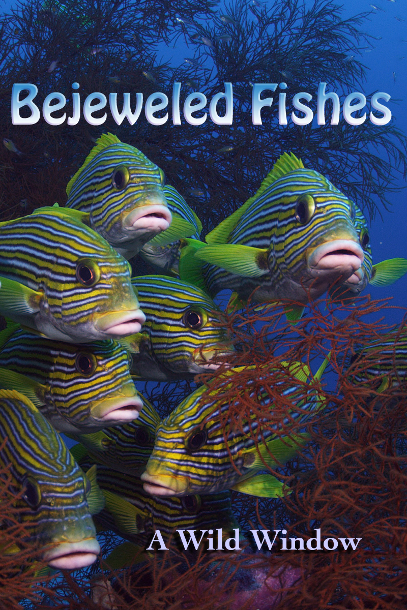 Bejeweled Fishes