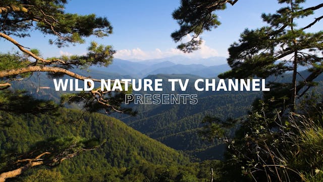 Wild Nature Episode 2