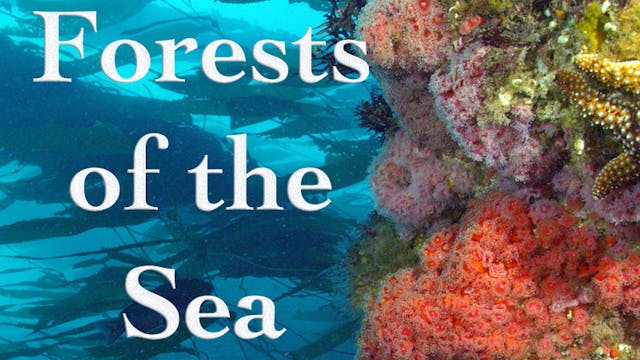 Forest in the Sea