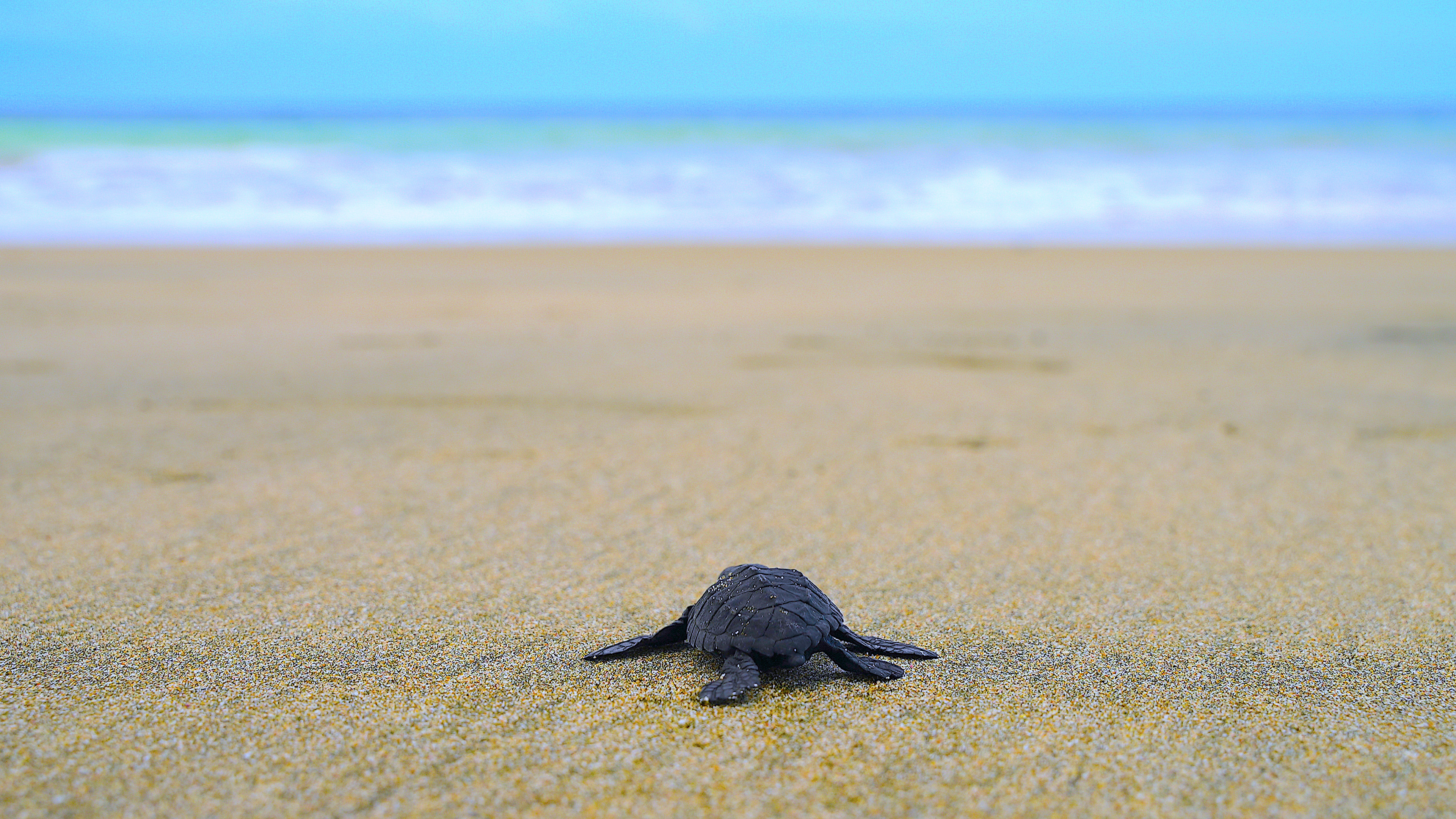 Episode 7: Ecuador - Sea Turtle Saviours