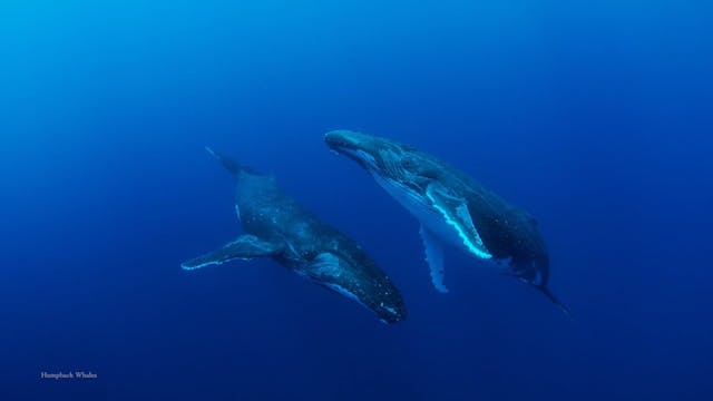 Whales