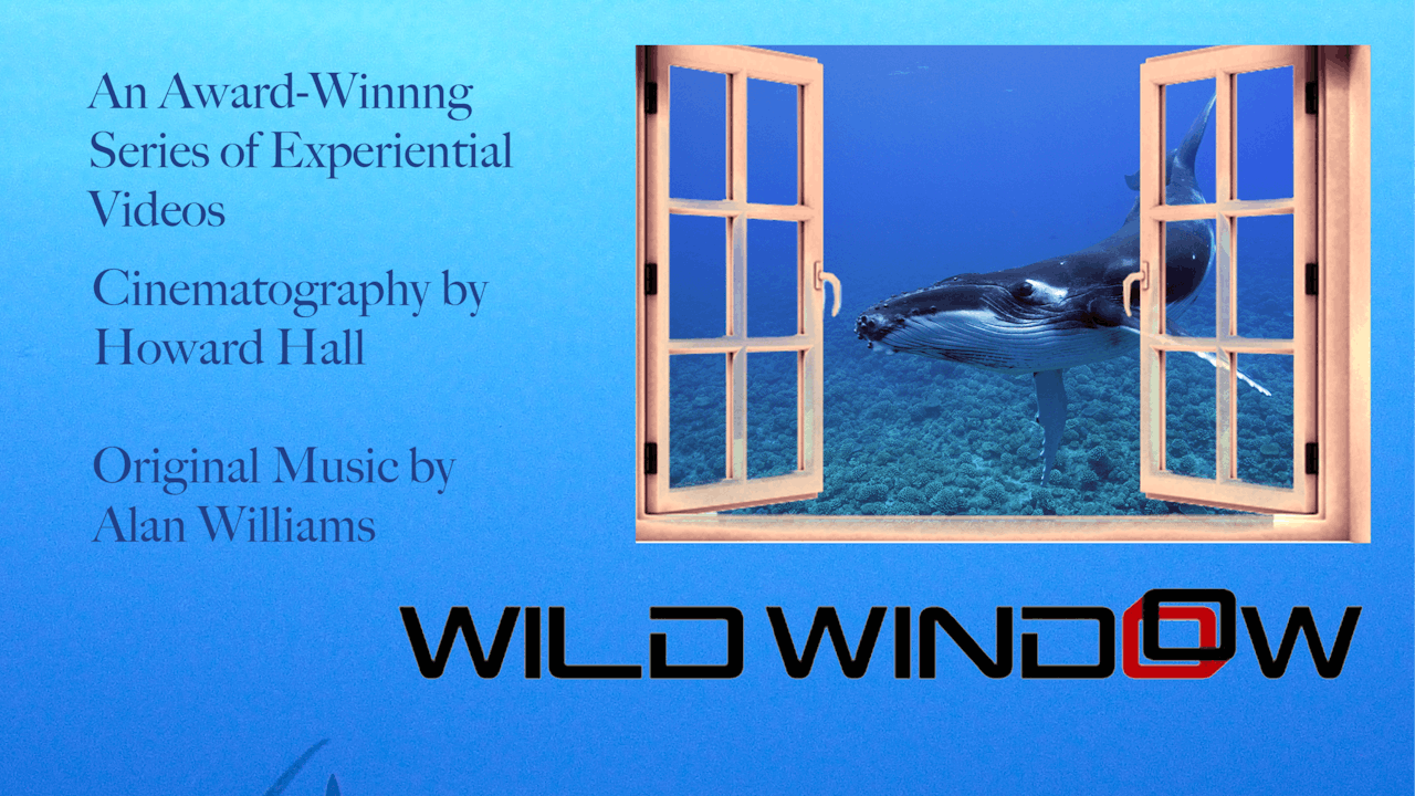 Wild Window