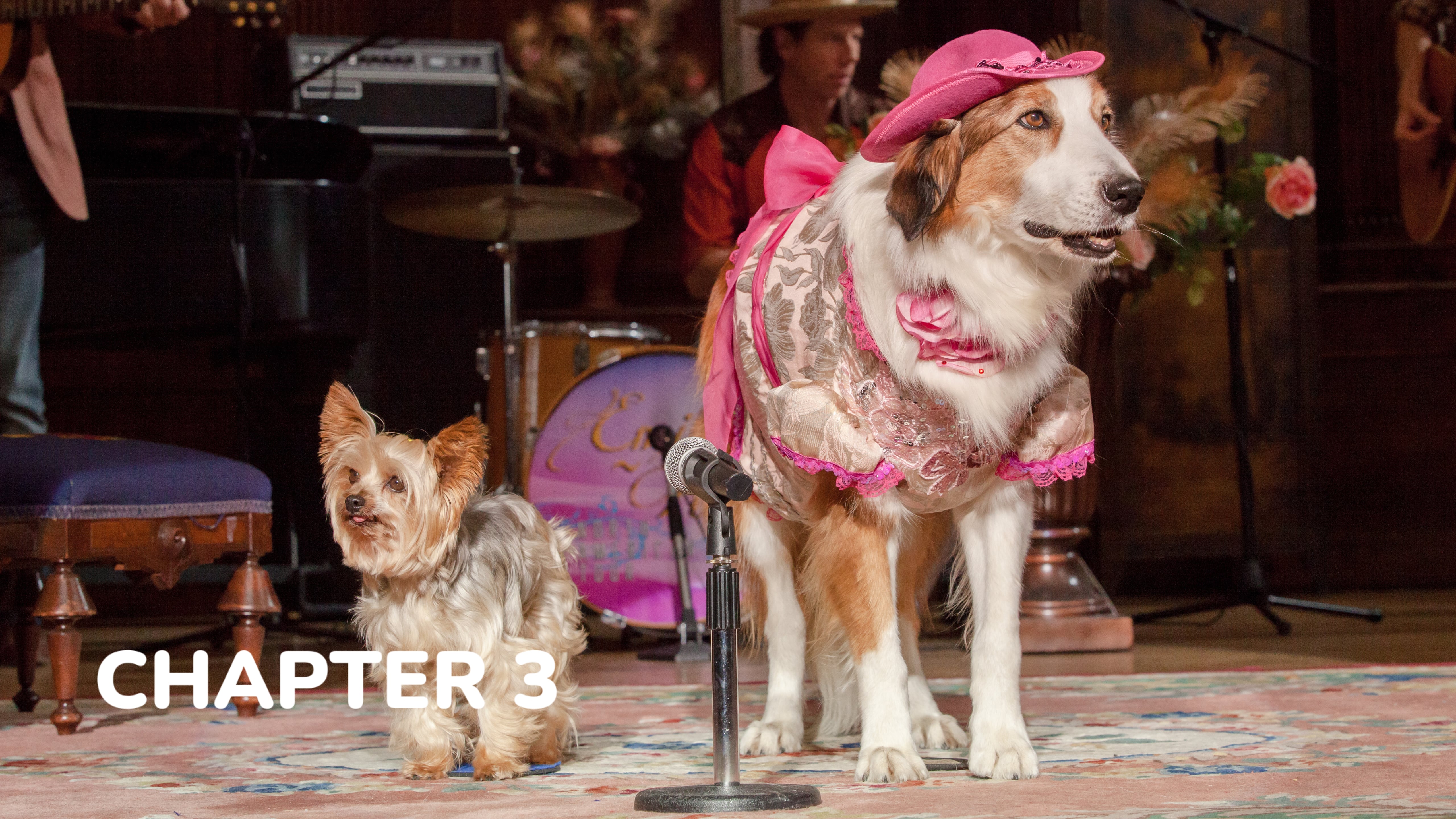 Pup Star - Chapter 3: Rolling Bone