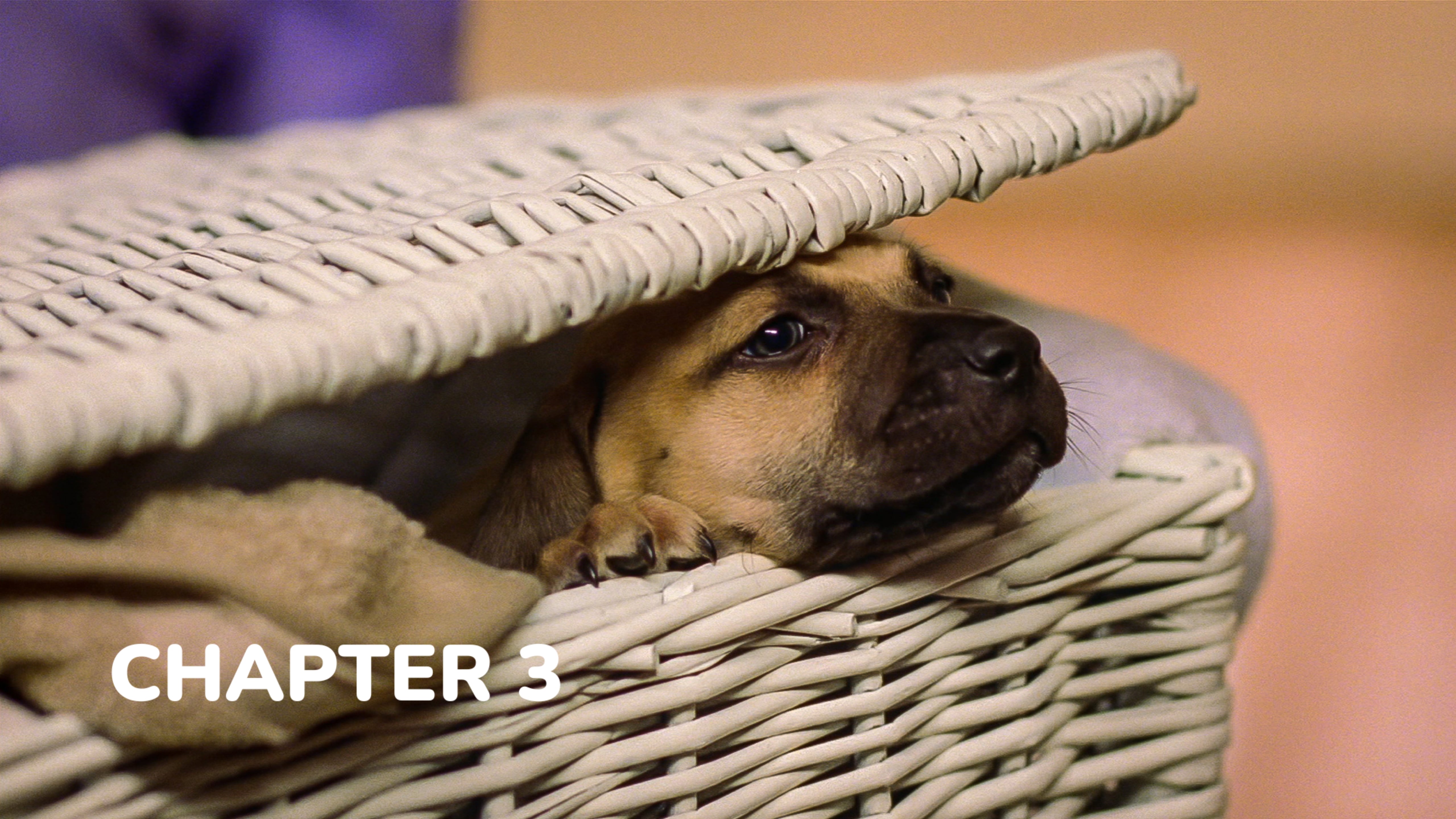 Chestnut: Hero of Central Park - Chapter 3: Chestnut is Growing Too Fast!