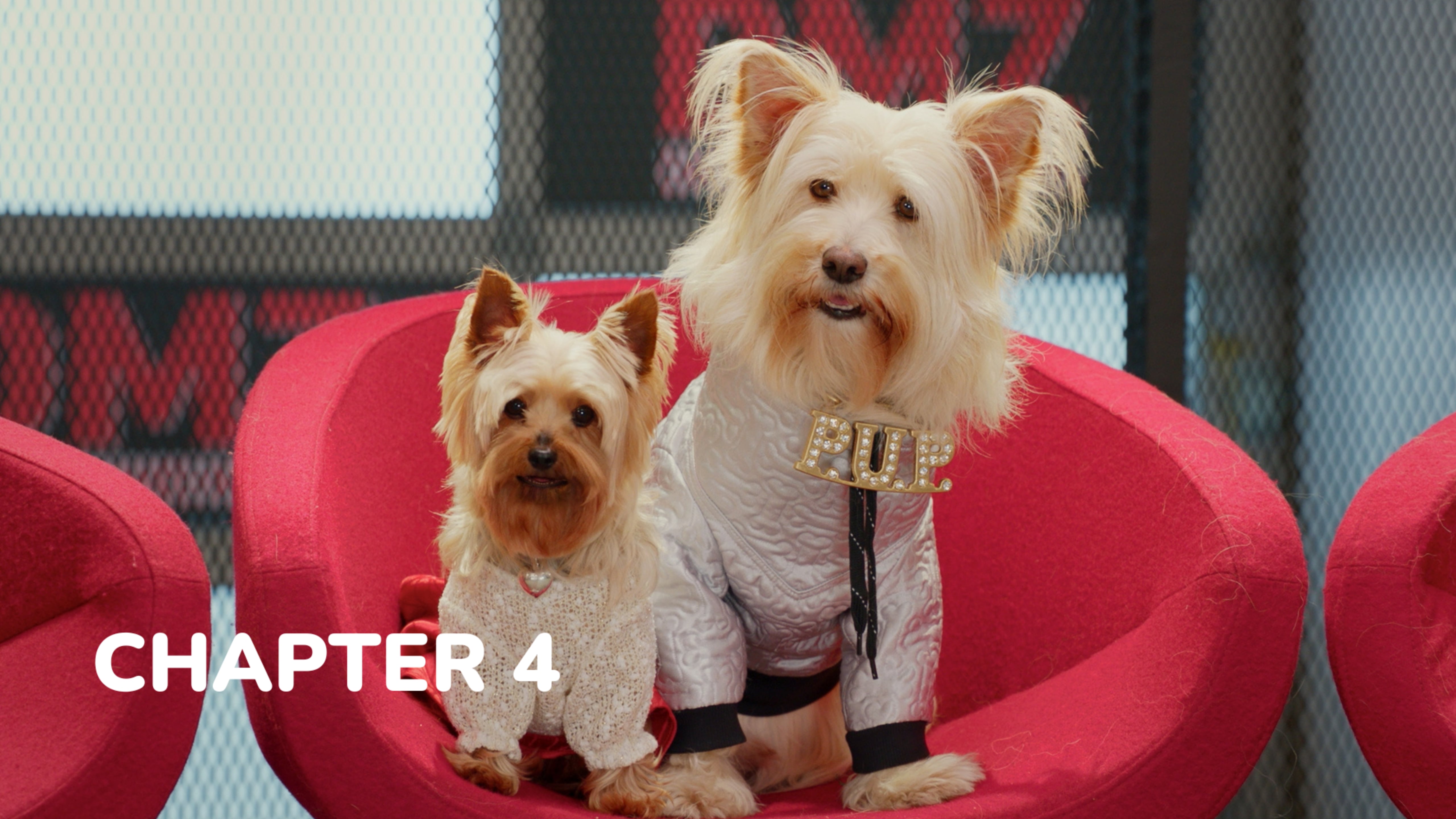 Puppy Star Christmas - Chapter 4: Let's Get Santa!