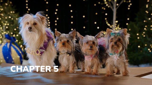 Puppy Star Christmas - Chapter 5: Tak...